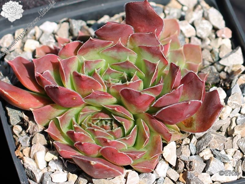 Korspel Midnight / Jovi