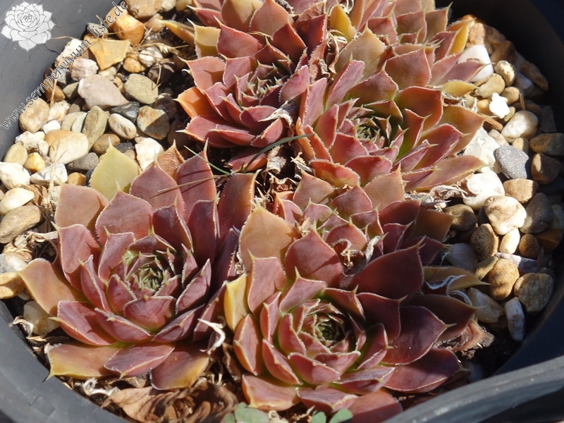 Korspelse Senne Show / Jovi