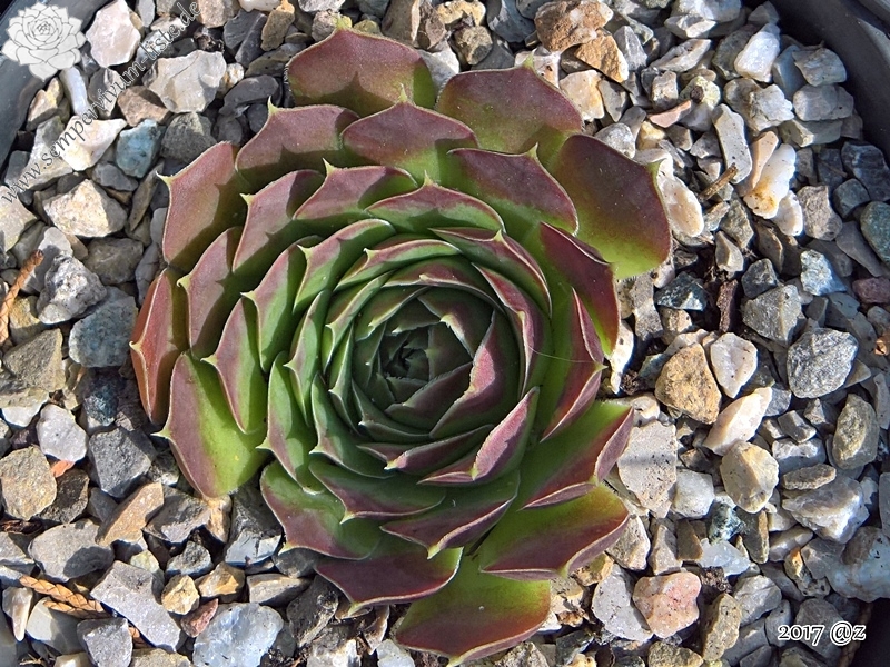 Korspel Midnight / Jovi