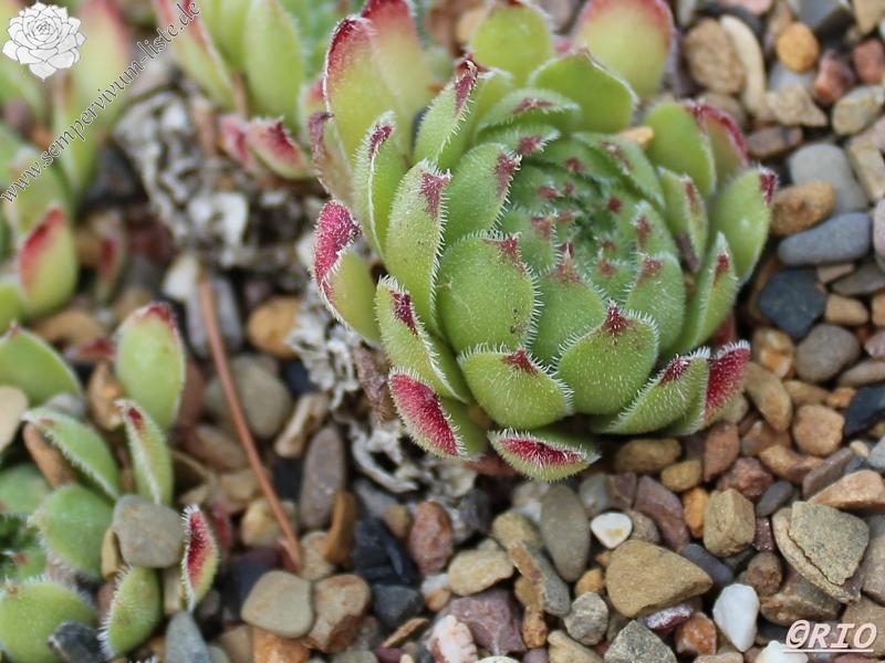 tectorum var. arvernense (italicum)