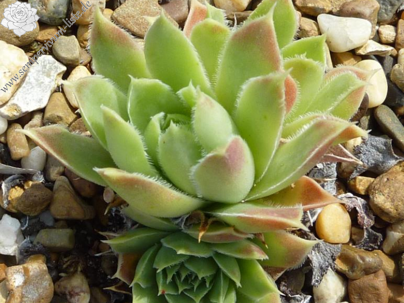 Korspel Maymakes / Jovi