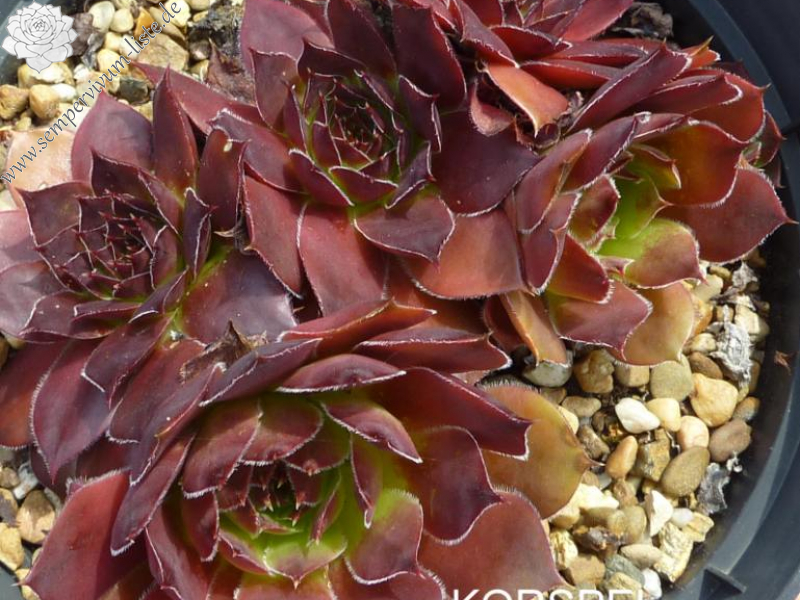 Korspel Septembercharm / Jovi