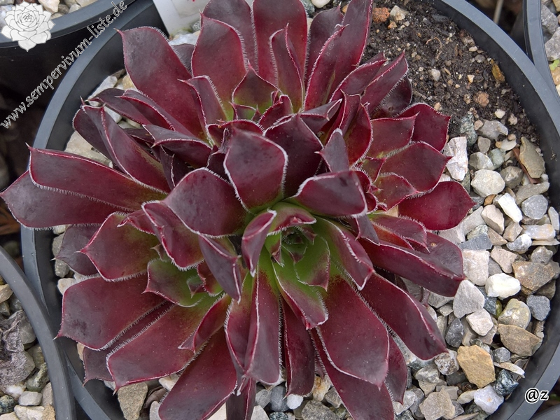 Korspelse Kirsikka / Jovi