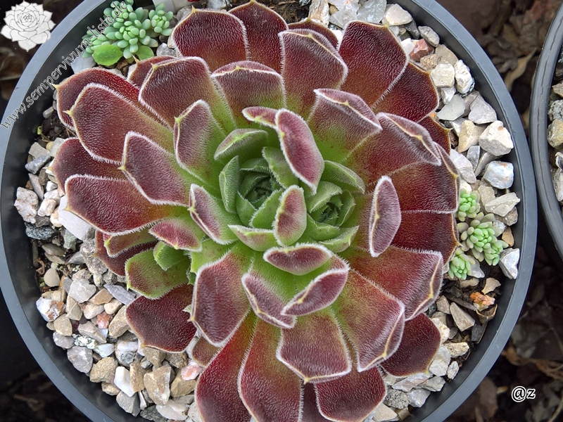 Korspelse Senne Glory / Jovi