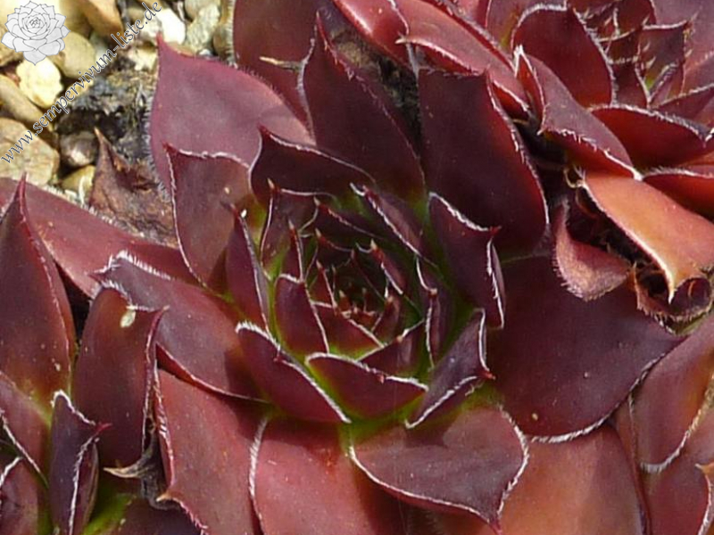 Korspel Septembercharm / Jovi