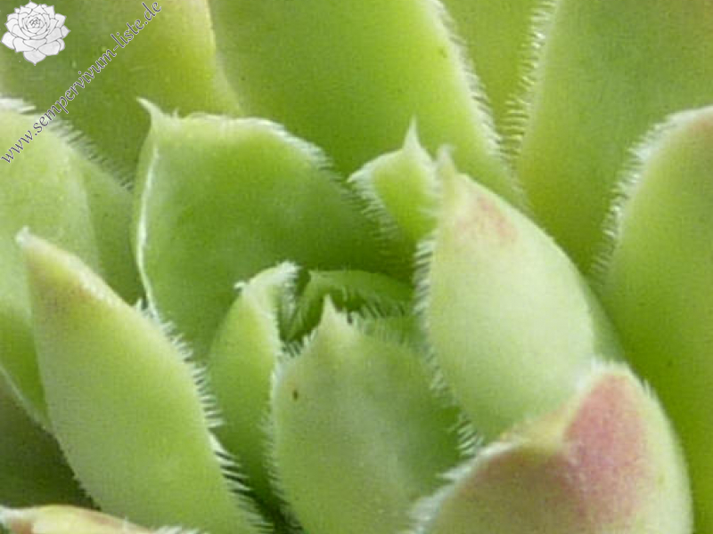 Korspel Maymakes / Jovi