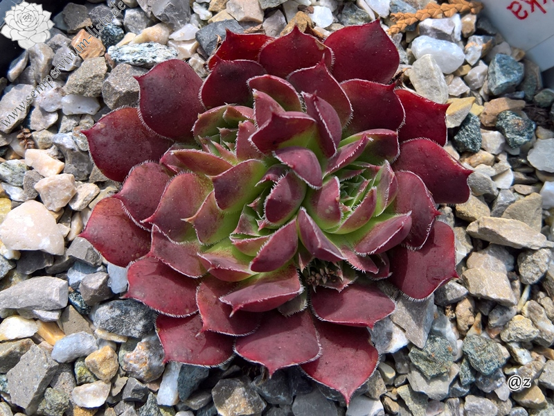 Korspelse Kirsikka / Jovi