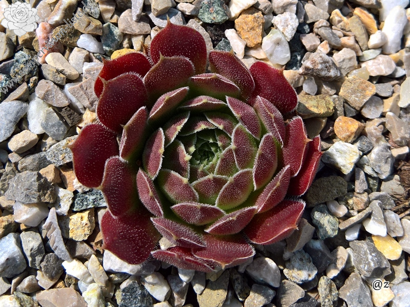 Korspelse Senne Glory / Jovi