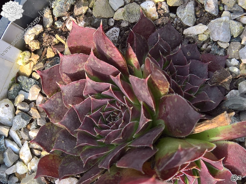 Korspelse Kirsikka / Jovi