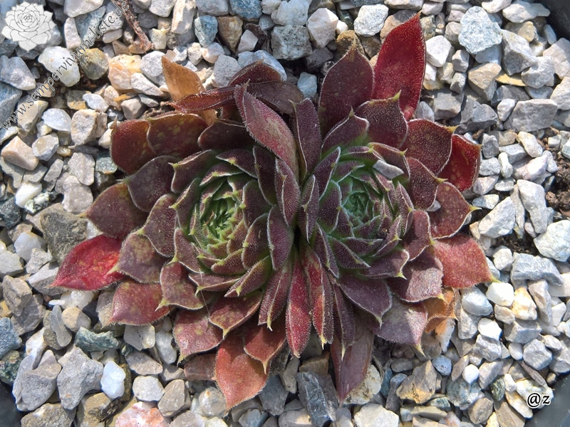 Korspelse Senne Glory / Jovi