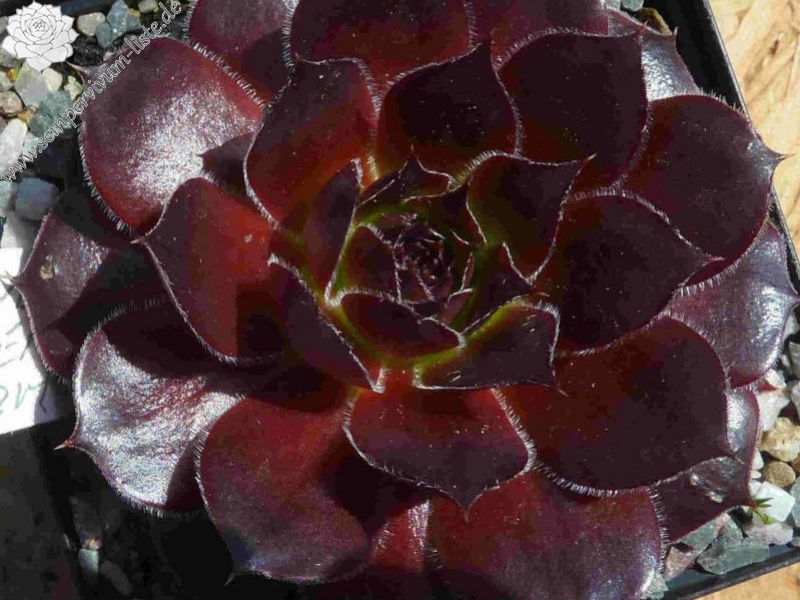 Korspel Septembercharm / Jovi