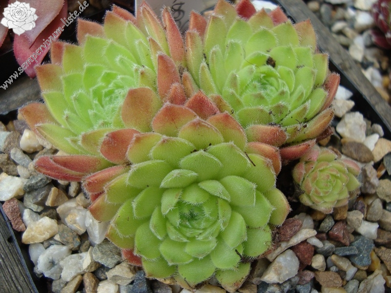 Lennik's Glory No. 4