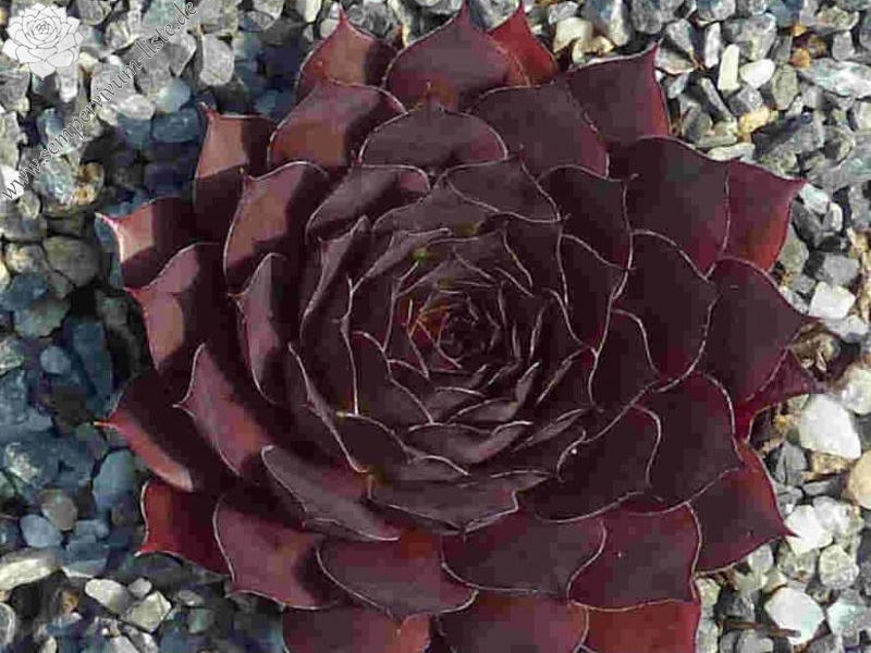 Korspel Septembercharm / Jovi