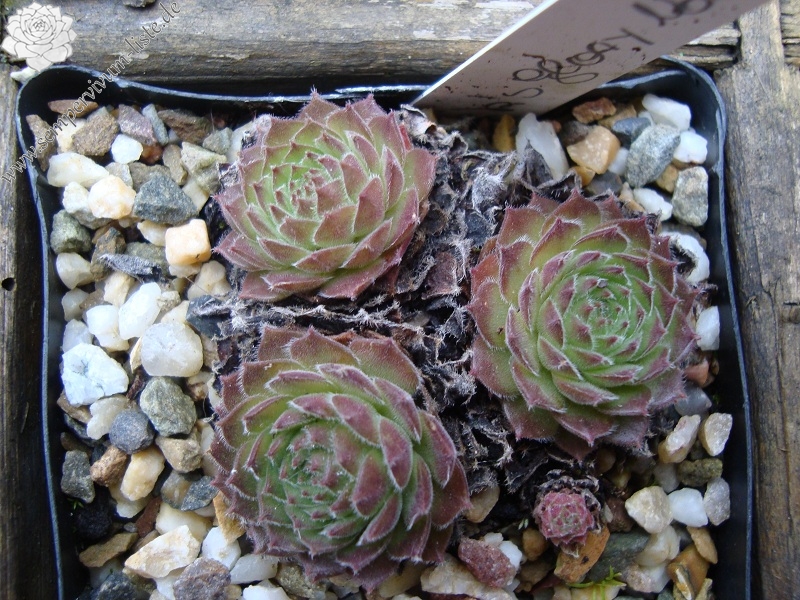 Lennik's Glory No. 4