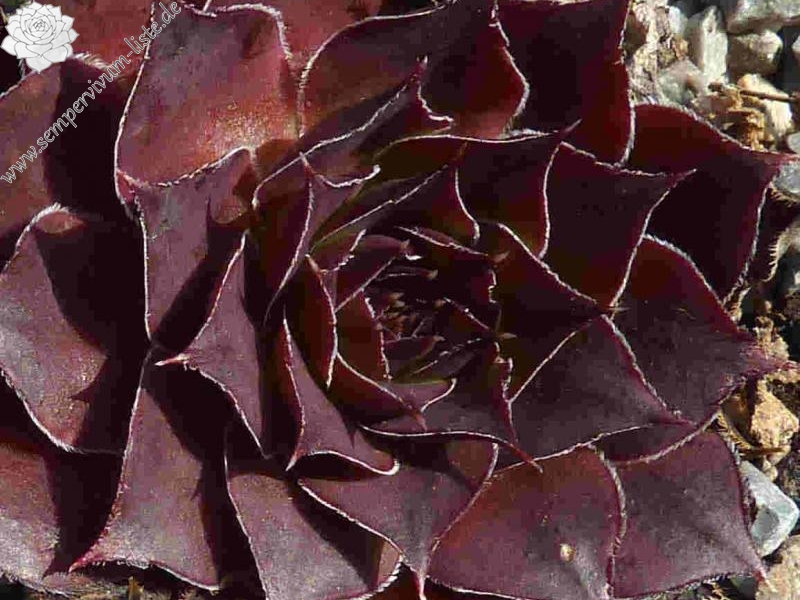 Korspel Septembercharm / Jovi