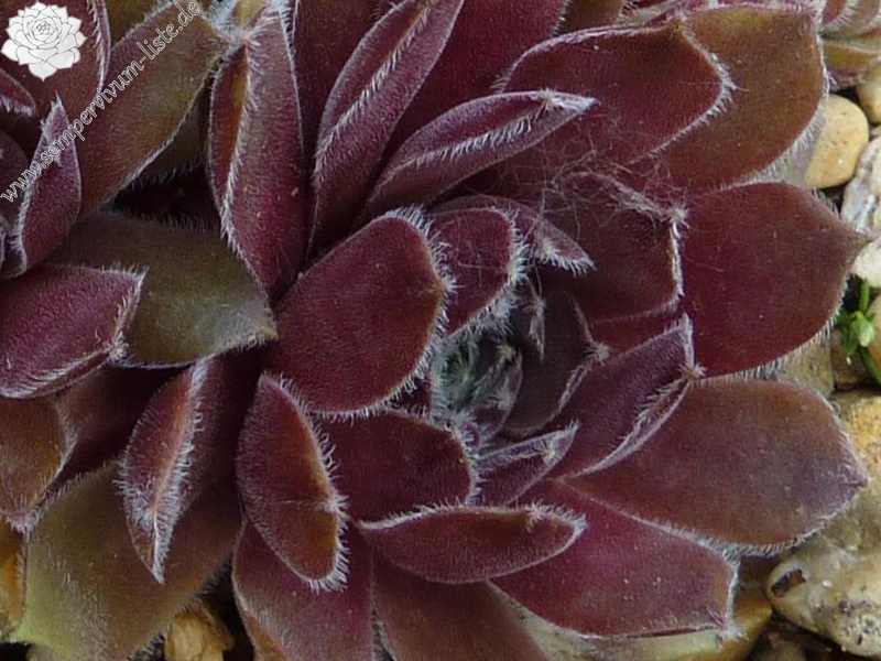 Lennik's Glory No. 4