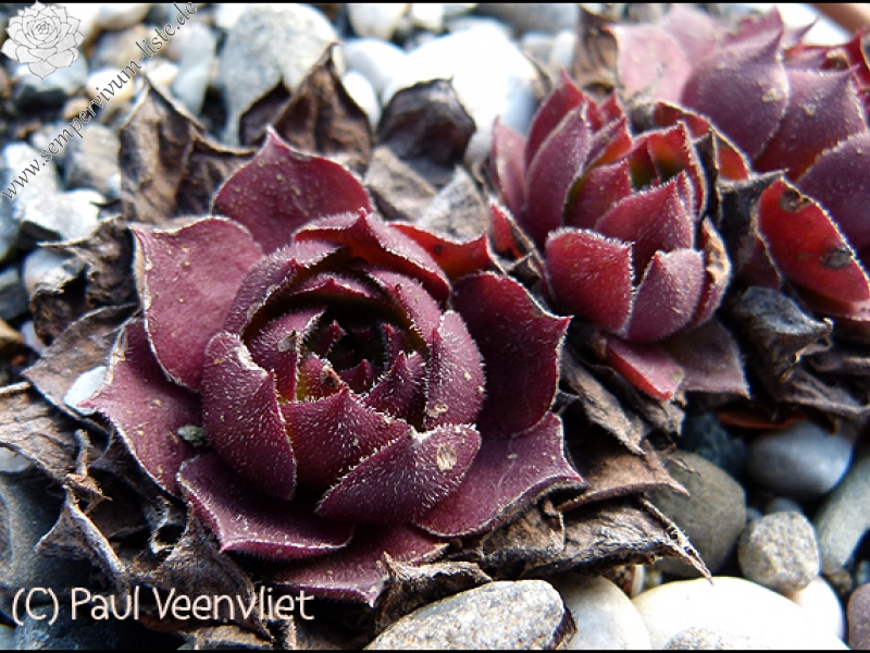 wulfenii ssp. juvanii