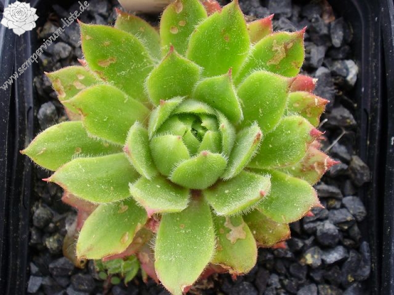 wulfenii ssp. juvanii