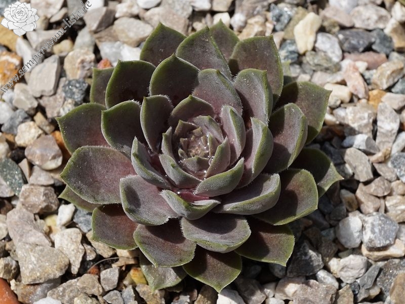 marmoreum ssp. erythraeum from Rilagebirge