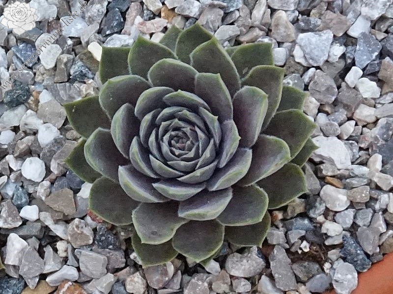 marmoreum ssp. erythraeum from Rilagebirge