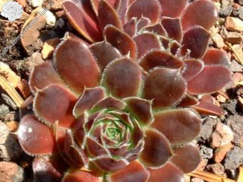 Christoffelina / Jovi