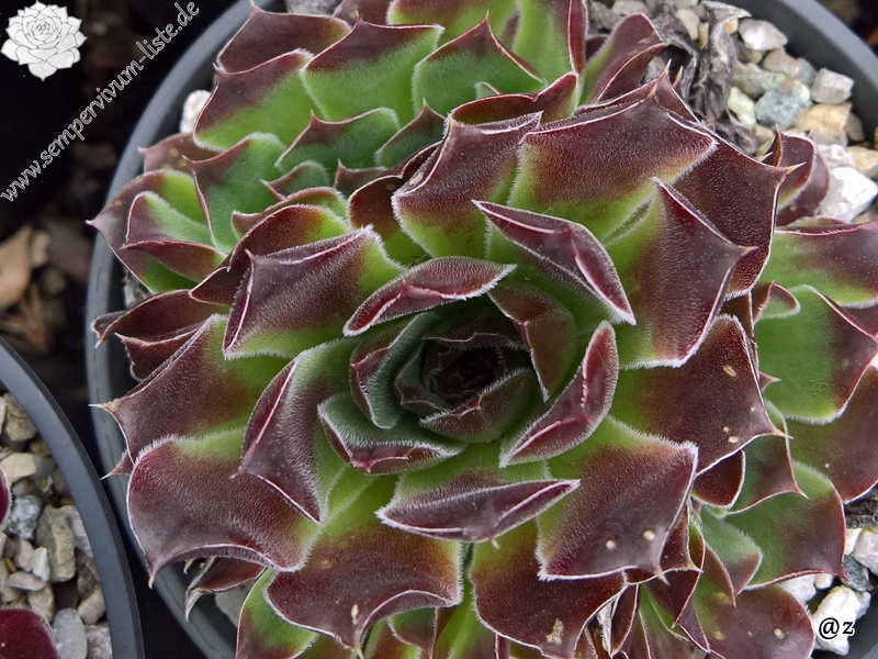 Korspelse Kineswide / Jovi