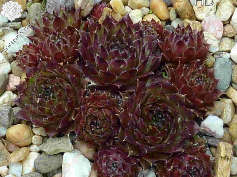 Korspelse Sterre Show