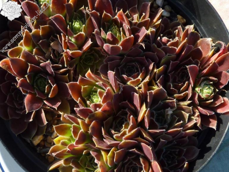 Christoffelina / Jovi