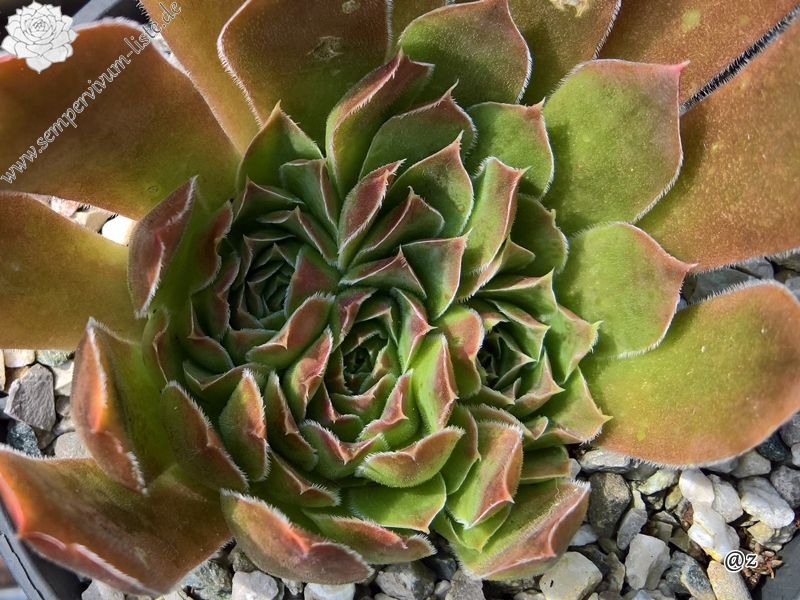 Korspelse Kineswide / Jovi