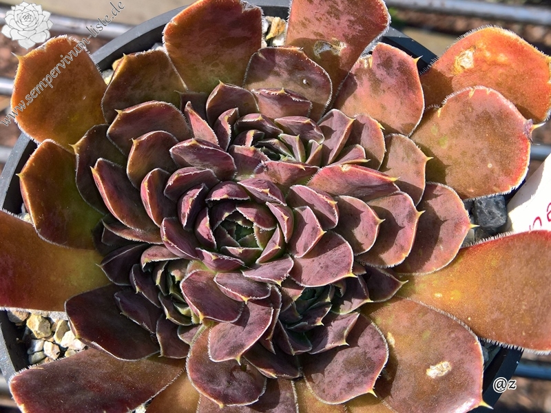 Korspelse Senne Cherry / Jovi