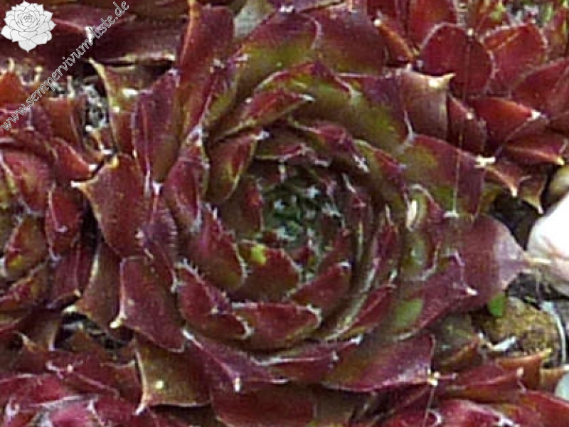 Korspelse Sterre Show