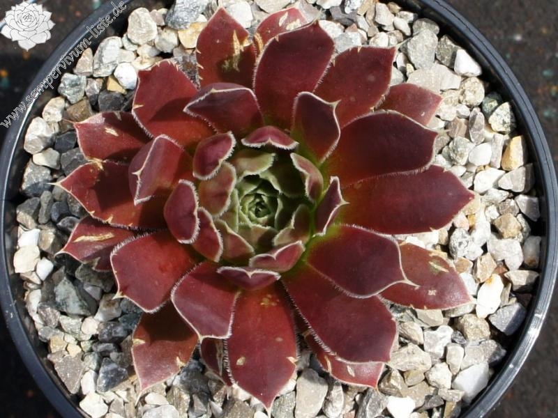 Korspel Secret / Jovi