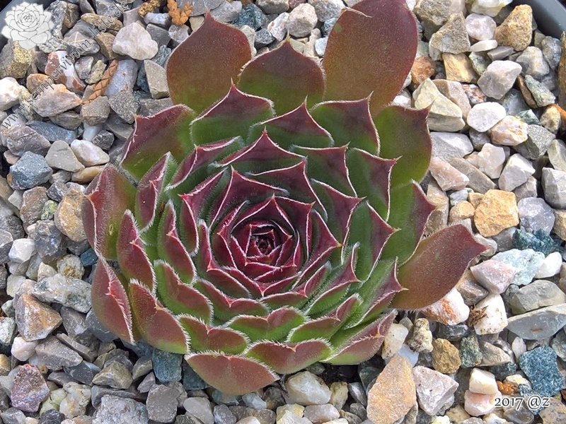 Korspelse Kineswide / Jovi