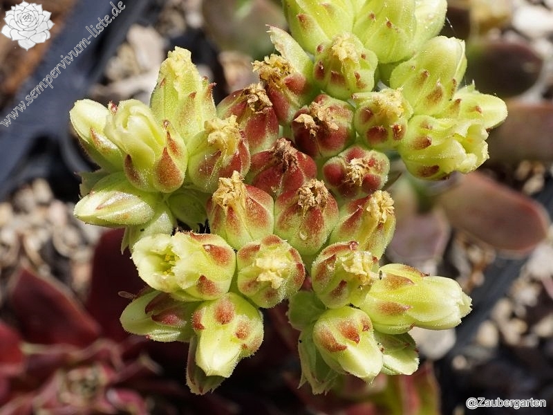 Korspel Secret / Jovi