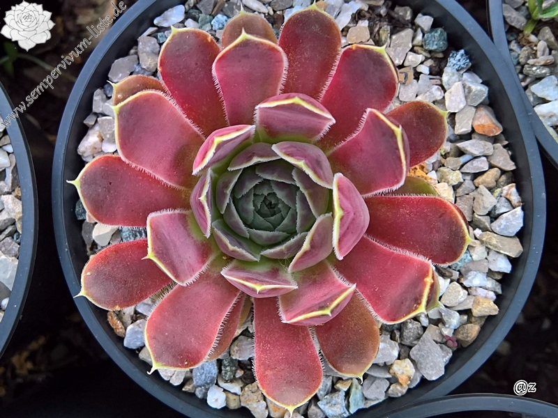 Korspelse Pronica / Jovi