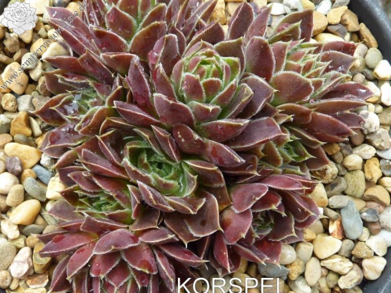 Korspel Fairy Ballet / Jovi