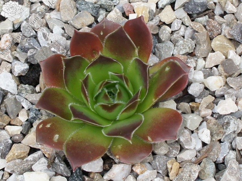 Korspel Rouge / Jovi