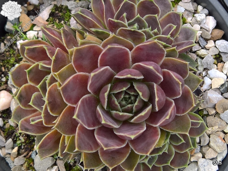 Korspelse Senne Beauty / Jovi