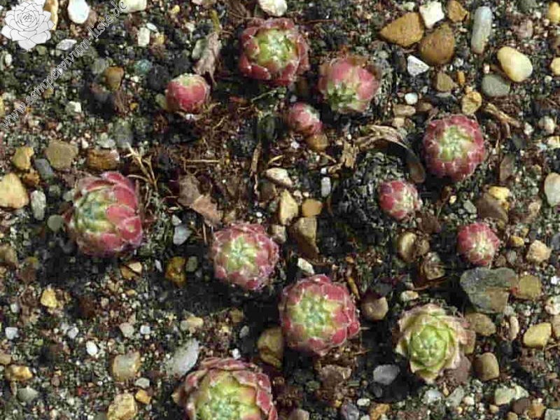 Lennik's Glory No. 2