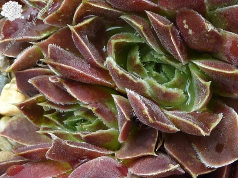 Korspel Fairy Ballet / Jovi