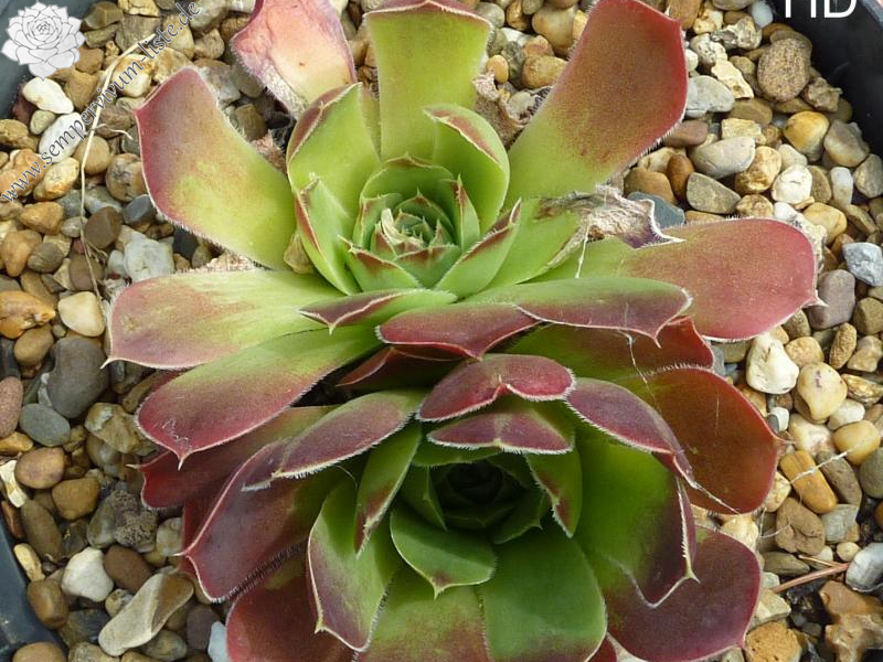 Korspel Rouge / Jovi