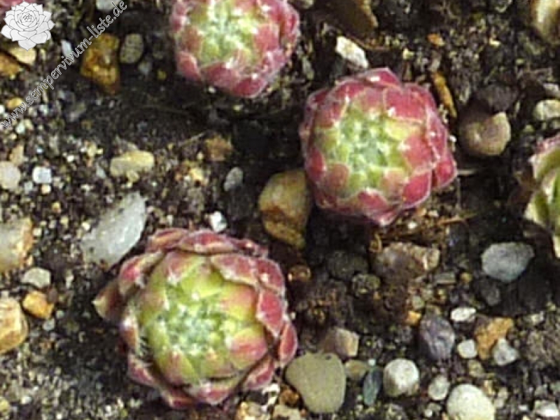 Lennik's Glory No. 2