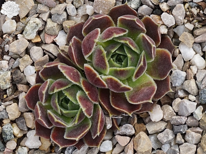 Korspel Fairy Ballet / Jovi