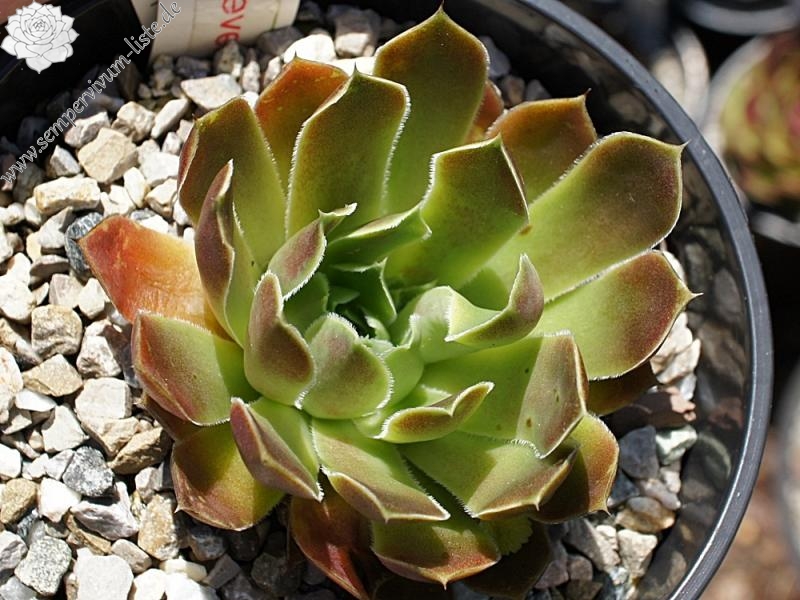 Korspel Lover Lever / Jovi