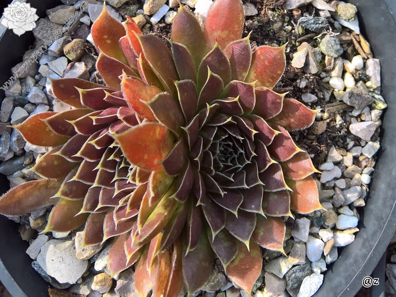 Korspelse Peyrinne / Jovi