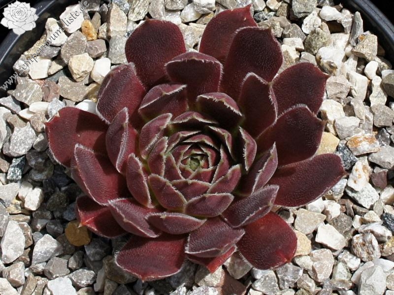 Korspel Fairy Ballet / Jovi