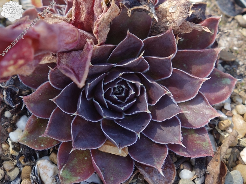 Korspelse Peyrinne / Jovi