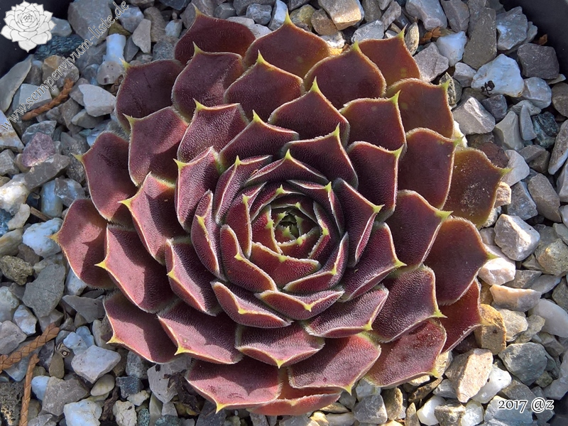 Korspel Fairy Ballet / Jovi