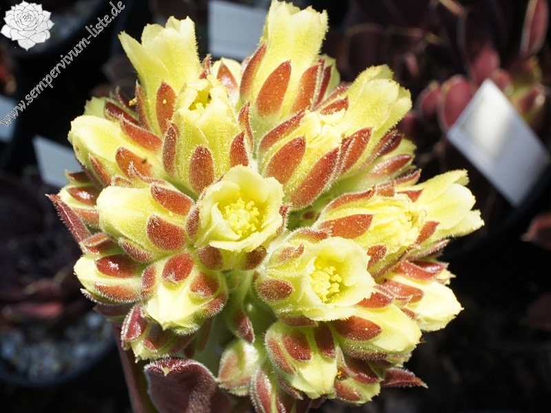 Korspel Fairy Ballet / Jovi