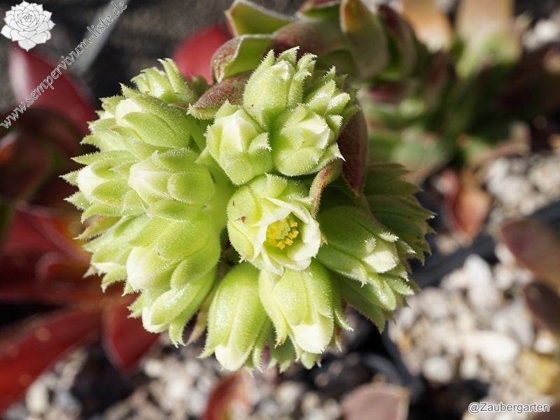 Korspel Lover Lever / Jovi